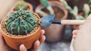 Jak pěstovat kaktusy: Klidně je zanedbejte, přehnaná péče je zahubí