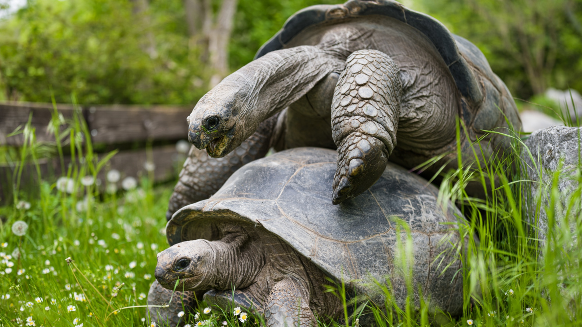 Jaro leze na želvy v Zoo Praha. Jejich hlasité námluvy jsou slyšet široko daleko