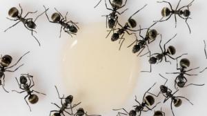Jak se zbavit mravenců: Pomůže nastrouhaná křída i skořice