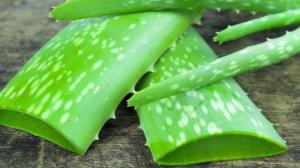 Rostlina dlouhověkosti a věčného mladí: Vypěstujte si zázrak jménem aloe vera! Rostlina dlouhověkosti a věčného mladí: Vypěstujte si zázrak jménem aloe vera!