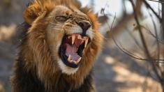 Tohle je pět nejnebezpečnějších zvířat Afriky. Levharta ani lva tady nehledejte