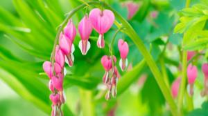 Zasaďte si letos na zahradě maminčino srdce, nádherně kvetoucí trvalku