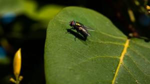 Jak se zbavit much: Pomůže bazalka, kokosový olej i doma vyrobená mucholapka
