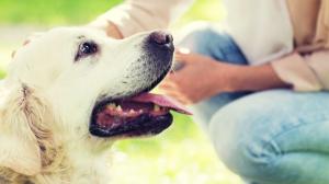 Králík, želva, rybičky? Tady jsou tipy, jak správně vybrat domácího mazlíčka (nejen) pro dítě Králík, želva, rybičky? Tady jsou tipy, jak správně vybrat domácího mazlíčka (nejen) pro dítě