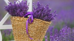 Levandulová inspirace: Provoňte si domov kouzelnou kráskou z Provence. Uklidňuje, uspává!