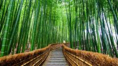 Zelený ráj na zemi: bambusový les Sagano okouzlí i vás