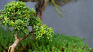Jak na dokonalou bonsaj? Poradíme s rostlinkami i správným zaštipováním