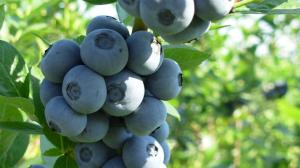 Zdravotní přínosy konzumace kanadských borůvek