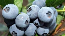 Úvod do světa kanadských borůvek Úvod do světa kanadských borůvek