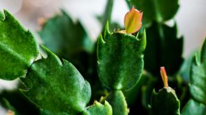 Aby vánoční kaktus vykvetl i za rok: Péče o něj je tak trochu alchymie. Poradíme! Aby vánoční kaktus vykvetl i za rok: Péče o něj je tak trochu alchymie. Poradíme!