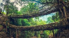 V Indii rostou mosty z kořenů stromů. Některé unesou i povoz s koněm!