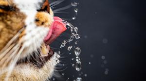 Jak donutit kočku více pít? Pořiďte fontánku a zvykejte ji na mokré krmivo