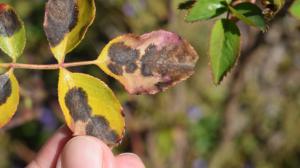 Po odstřižení vydezinfikujte a spalte: Aneb jak na černou skvrnitost růží Po odstřižení vydezinfikujte a spalte: Aneb jak na černou skvrnitost růží