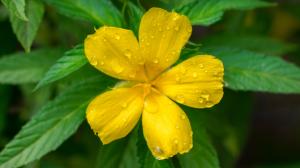 Damiána: Žlutá bylinka pomůže s duševní pohodou, kašlem, soustředěním i touhou