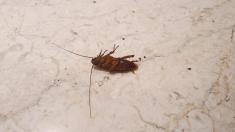 „Po zdech lezli švábi a klima nefungovala.“ Svědectví Češky uvíznuté v Egyptě „Po zdech lezli švábi a klima nefungovala.“ Svědectví Češky uvíznuté v Egyptě