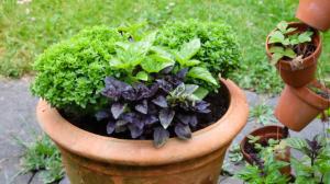 Znáte všechny druhy bazalky? Kromě té pravé existuje i posvátná, řecká nebo africká Znáte všechny druhy bazalky? Kromě té pravé existuje i posvátná, řecká nebo africká