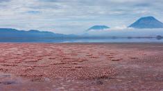 Rudé Natronové jezero: Elegantní zabiják usmrcuje vše poblíž Hory bohů