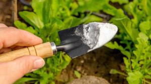 Jedlá soda na zahradě: Vyžene mravence a ochrání rajčata i okurky