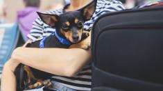 Letiště „zaměstnalo“ čtyři roztomilá štěňata. Jejich prací je mazlení