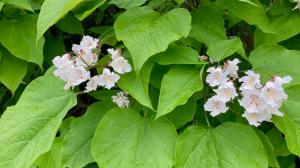 Fazolový strom: Odhání komáry a ochladí zahradní sezení. Ale chce hodně vody Fazolový strom: Odhání komáry a ochladí zahradní sezení. Ale chce hodně vody