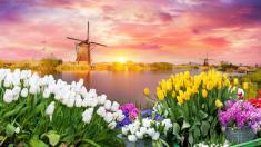 Za tulipány do Holandska v roce 2024: Máme pro vás info o místech i cenách