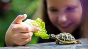 Domácí mazlíček na celý život: Želva se dožije až 70 let. Pozor, chov od mláděte je náročný