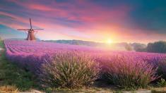Kam za levandulí v Česku? Úžasná místa, na kterých si budete připadat jako v Provence