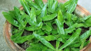 Máčka smrdutá: Falešný „koriandr“ voní po pepři, vyladí smažená jídla a nakopne vám imunitu