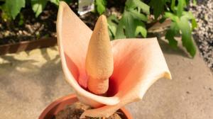 Pokojovka pro otrlé: Zmijovec smrdí jako mrtvola. Naštěstí jen během květu