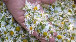 Heřmánek: Poznáte ho od rmenu? A víte, co se stane, když je zaměníte?