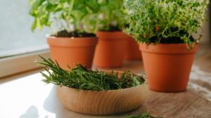 Jak pěstovat bylinky doma v květináči: Rozmarýn s tymiánem ocení jen minimum péče