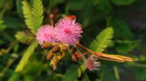 Citlivka stydlivá: Mimóza se po dotyku smrští. Ale nádherně kvete. Mrkněte!