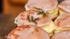 Extrémní kuchyně: Jakmile kousnete do téhle sušenky, hmyz budete ze zubů vybírat pěkně dlouho