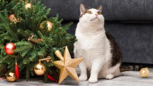 Jak ochránit stromek před domácími mazlíčky: Pryč se třpytkami a schovejte kabely