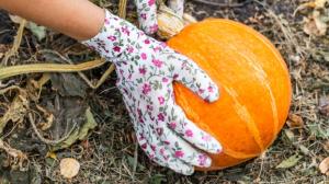 Zralá dýně chutná lépe. Jak ji poznat? Hlavně podle stonku, zvuku i testu se škrábancem Zralá dýně chutná lépe. Jak ji poznat? Hlavně podle stonku, zvuku i testu se škrábancem