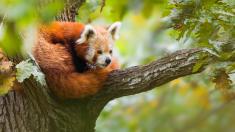 Tohle jsou nejlepší zoo v Evropě. Máme tipy na nejstarší, nejkrásnější i nejmalebnější zahrady, kde za půlden procestujete celý svět
