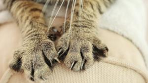 Jak odnaučit kočku škrábat nábytek? Násilí vynechte a buďte důslední