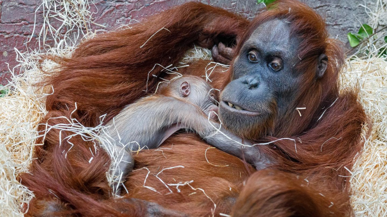 Zoo Praha