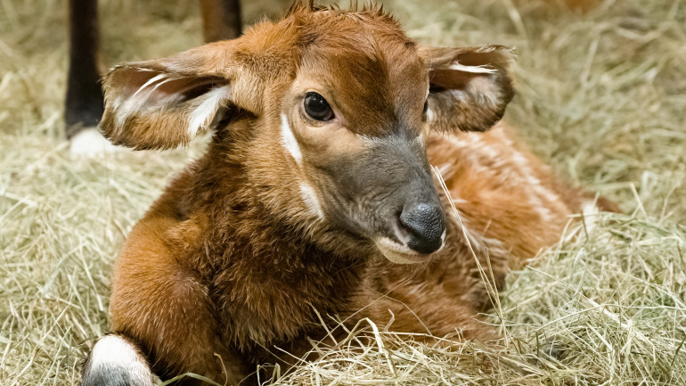 Zoo Praha