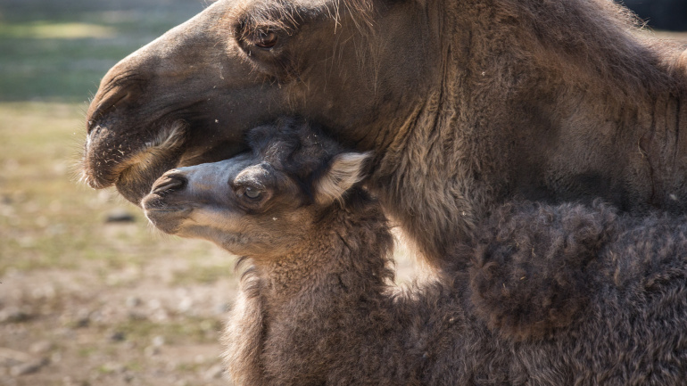 Zoo Praha