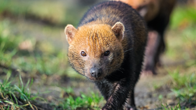 Zoo Praha