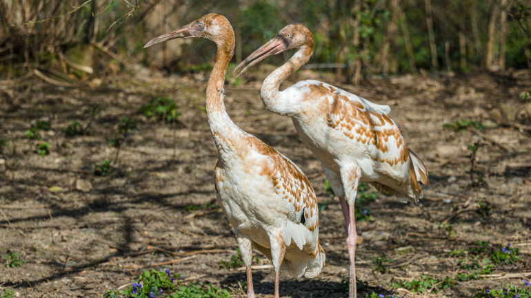 Zoo Praha