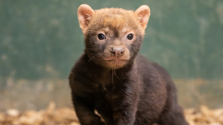 ZOO Praha