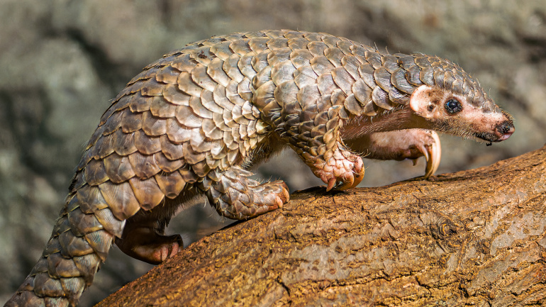 Zoo Praha