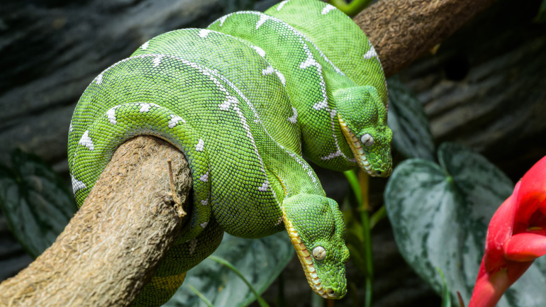 Zoo Praha, had