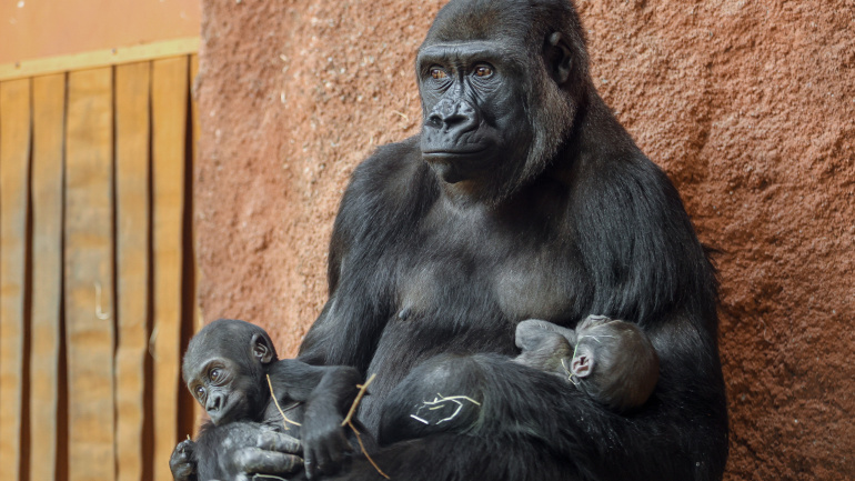 Zoo Praha, gorila Duni