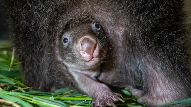 Zoo Praha, Vombat