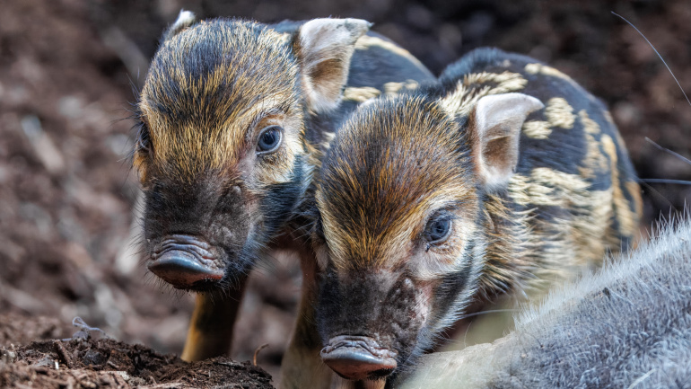 Zoo Praha, štětkoun obecný