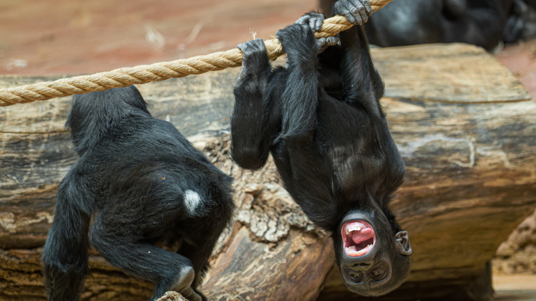 Zoo Praha, gorila