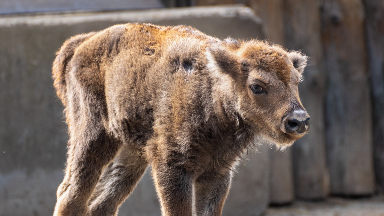 Zoo Praha, zubr